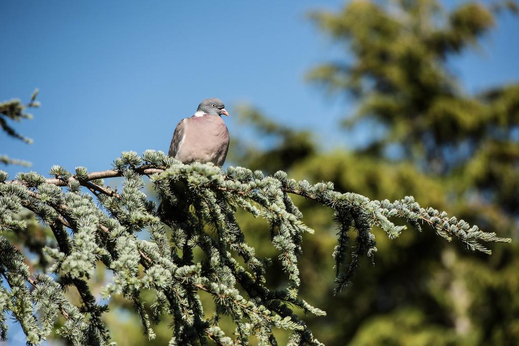 Ward Avenue B&B カウズ エクステリア 写真